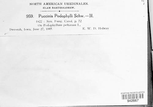 Puccinia podophylli image
